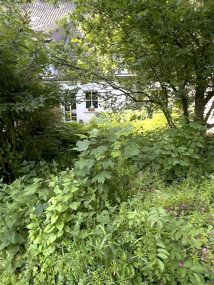 Zugewachsener Garten vor der Arbeit