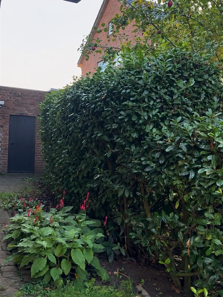 Zugewachsene Hecke vor der Rodung